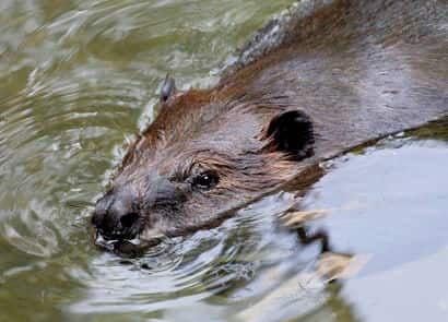 動物図鑑・アメリカビーバー